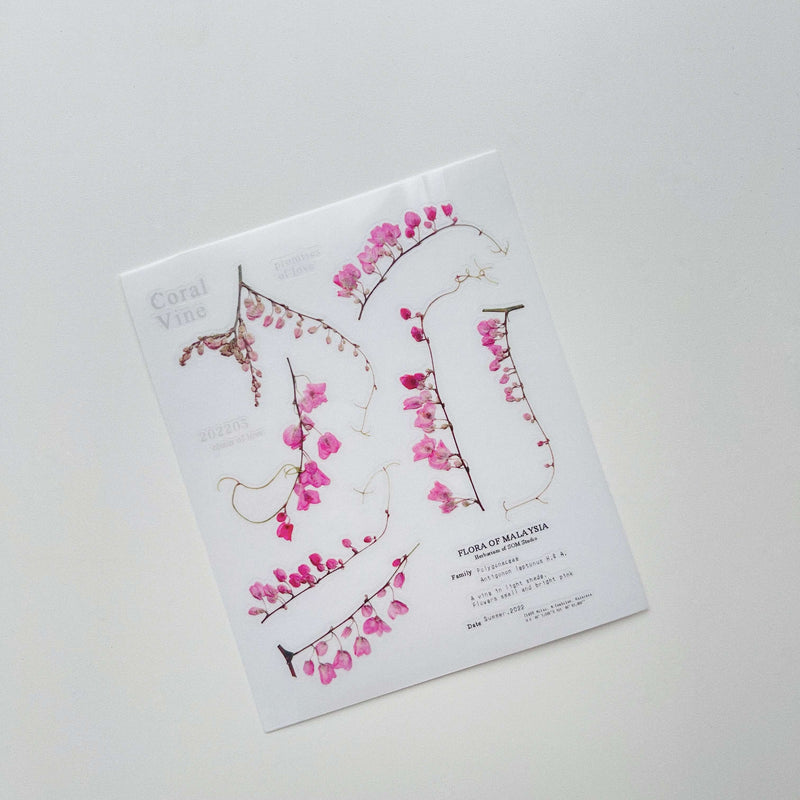 Pressed Flower Print-on Sticker: Coral Vine