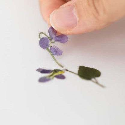 Press Flower Stickers Manchurian Violet